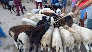 FEIRA DE ANIMAIS DE ITABAIANA NO DISTRITO CARIATÁ A PRIMEIRA DO ANO DE 2024/0701