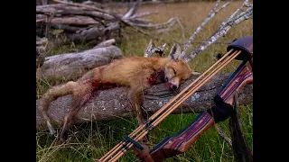 My First Trad Kill - Fox Hunting With A Recurve Bow