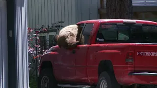 Bear Climbs In Truck Window