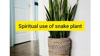 spiritual use of snake plant