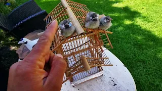 مطيار افراخ البلابل العراقيه الاصيله 🐦وشرح بسيط على افراخ البلابل 🐦😘