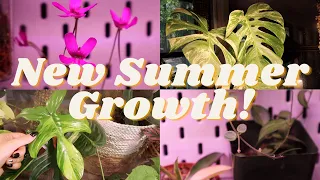 New Summer Houseplant Growth! Planty Updates🌿 | Monstera, Philodendron, Hoya, & more