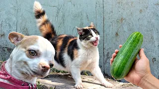 😹🐶 Funniest Cats And Dogs Videos 😁 - Best Funny Animal Videos 2024 🥰 Part5