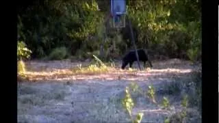 338 Win Mag VS 120lb boar.wmv