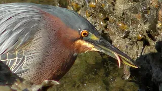 Hungry Green Heron on the Prowl