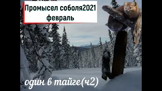 Один в тайге, проверка путика, Соболь живой! удача, предгольцовая зона тайги, зимовье, много снега..