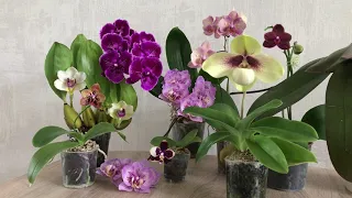 Майские цветения орхидей!