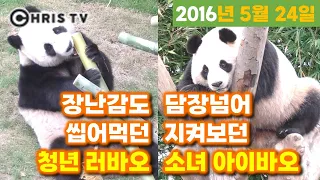 [ENG SUB]★6년 전 판다월드 속으로~★ 아이바오의 마음을 훔친 청년 러바오🐼