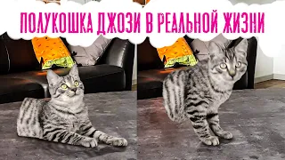 SCP-529 Полукошка Джози в Реальной Жизни | Josie the Half-Cat in Real Life | SCPbusters #Shorts