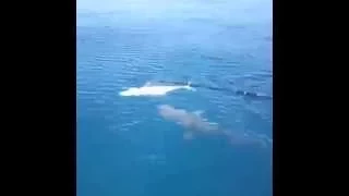 Shark Steals Fish From Angler