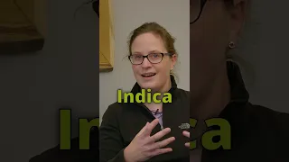 Das ist SCHWACHSINN! - Sativa vs Indica - Biologin erklärt Cannabis Taxonomie