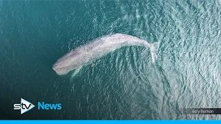 ‘Inevitable’ that 45-foot sperm whale will strand on Scottish coast