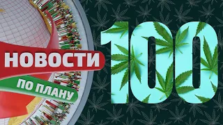 Сотый выпуск Новостей по плану. Халяльный каннабис. Клонирование каннабиса. Новости по плану №100