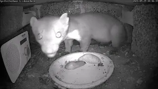 Besuch vom Marder & Ratten fressen Igel das Futter weg | 30.09.2021