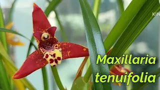 Maxillaria tenuifolia очередное домашнее цветение.