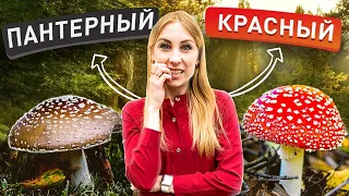 Что Лучше Пантерный или Красный МУХОМОР для Микродозинга?