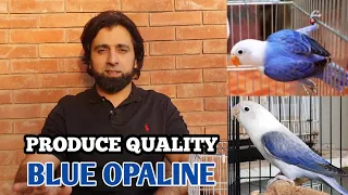 How To Improve The Quality of Blue Opaline ? #rahimalidhillon #blueopaline #breeding