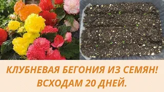 БЕГОНИЯ ИЗ СЕМЯН. ВСХОДАМ 20 ДНЕЙ.ЧТО НУЖНО СДЕЛАТЬ С СЕЯНЦАМИ.ОБЗОР.