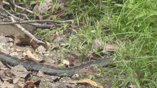 Borneo   Road Trip to Danum Valley Borneo Rainforest Lodge #4 Snake Sighting   13 May 2017