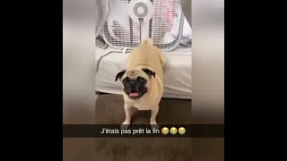 Dog farts in the fan