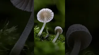 Zooming in to Mycena corynephora mushrooms