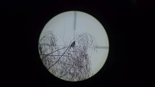 Crow hunting Кроухантинг. Отстрел вредителей.