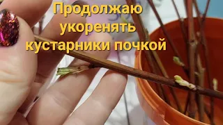 Укореняю почкой не только гортензии.Продолжение эксперимента.