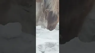 Как якутские лошади зимой добывают еду