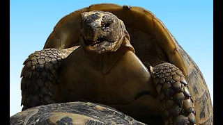 Mating Tortoises