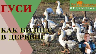 Сколько весит гусь в 5 месяцев. "Мое Подворье"