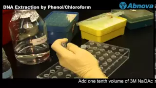 DNA Extraction by Phenol Chloroform