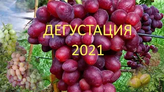 @ДЕГУСТАЦИЯ  Виноград ТАЛДУН  Виноград 2021