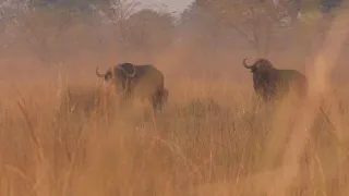 African Buffalo Hunted by a Legend in the Caprivi