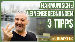 Endlich harmonische LEINENBEGEGNUNGEN! 🥰 Diese drei Tipps solltest Du beachten!