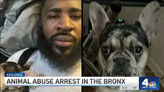 Man Arrested After Seen on Camera Allegedly Kicking, Hitting Dog in Bronx Elevator | NBC New York