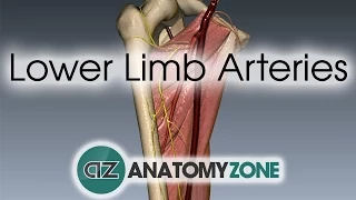 Lower Limb Arteries Overview - 3D Anatomy Tutorial