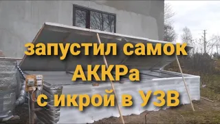 Запустил икриных самок австралийского рака в уличное УЗВ.