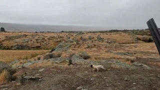 Rose the Working Springer Spaniel hunting Rabbits. 16/03/24