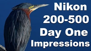 Nikon 200-500mm Lens First Day Impressions Wildlife / Birding Photography