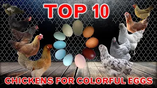 10 Best Chickens for Colorful Eggs | Chicken Laying Breeds