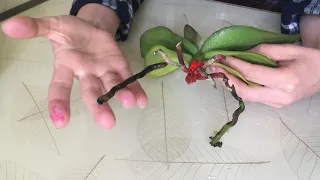 Реанимация орхидеи - показываю "на пальцах"