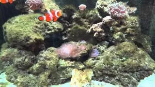 My Flame Hawkfish and a Look At My Boyu 550 Marine Aquarium