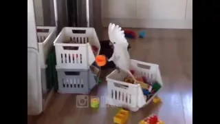 Funny Parrot (When u are alone at home)