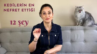 Kedilerin nefret ettiği 12 şey