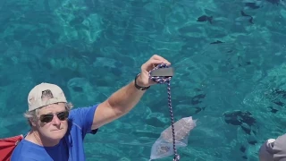 Sharkbanz: Watch Sharks Flee Our Proven Shark Deterrent Technology