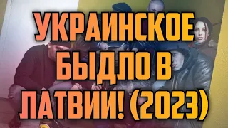 УКРАИНСКОЕ БЫДЛО В ЛАТВИИ! (2023) | КРИМИНАЛЬНАЯ ЛАТВИЯ