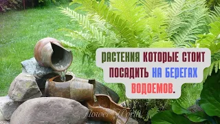 Растения которые стоит посадить на берегах водоемов.😮🌾