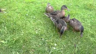 Squabbling Ducks