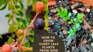 How to grow curry leaf plants from seed with step by step update