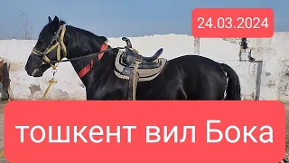 тошкент вил Бока тумани мол бозори 24.03.2024